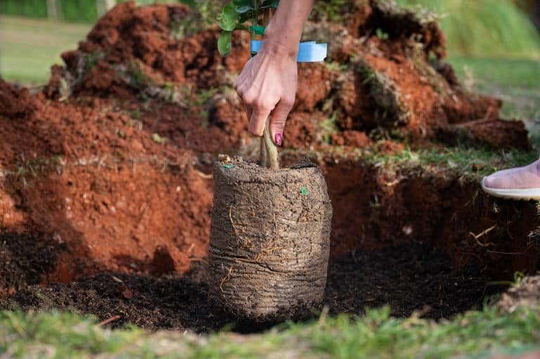 Planting Trees